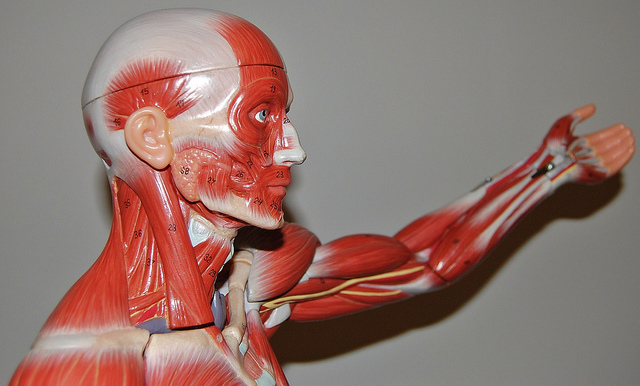 bodyweight arm exercises anatomy